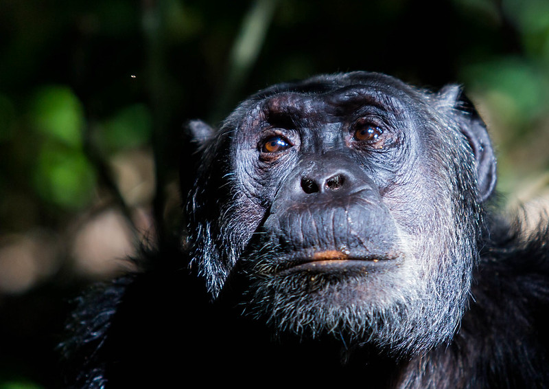 Best Places to See Chimps and Gorillas in Africa