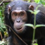 Best Time to Go Chimps and Gorillas