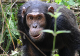 Best Time to Go Chimps and Gorillas