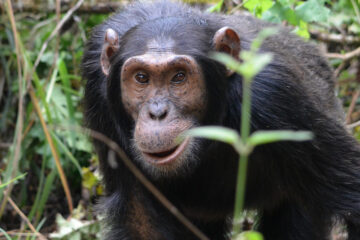 Best Time to Go Chimps and Gorillas