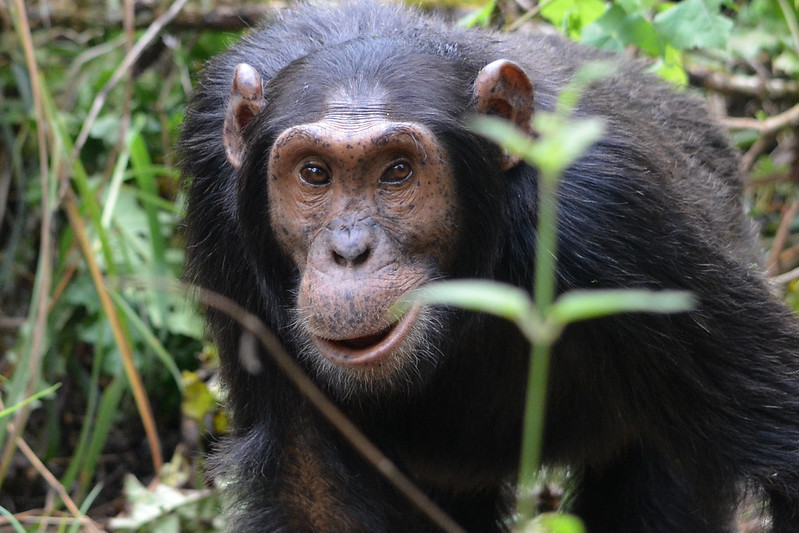 Best Time to Go Chimps and Gorillas
