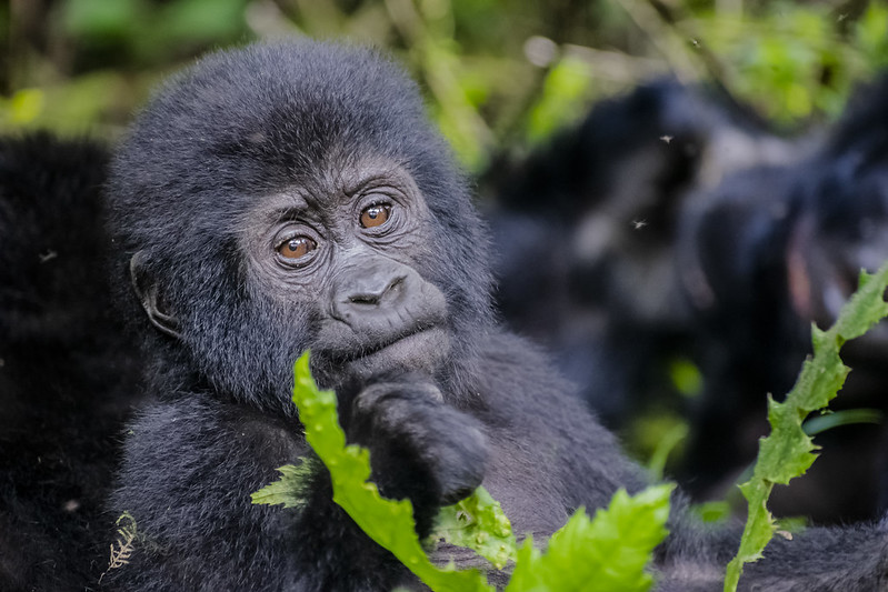Bwindi Impenetrable National Park
