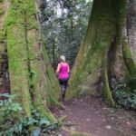 Chimps and Gorillas National Parks