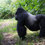 Chimps and Gorillas in Africa
