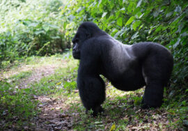Chimps and Gorillas in Africa