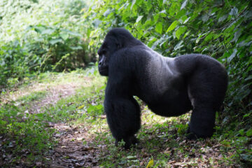 Chimps and Gorillas in Africa