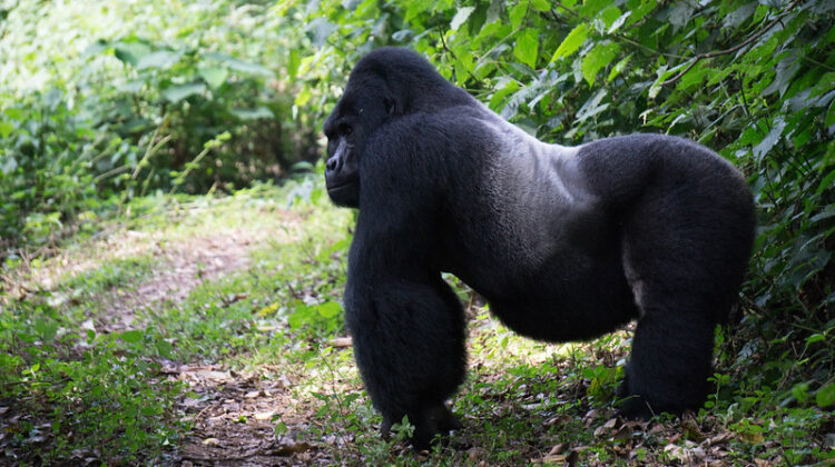 Chimps and Gorillas in Africa
