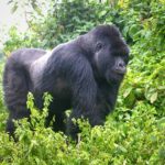 The Best Time to Go Chimps and Gorilla Habituation