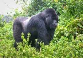 The Best Time to Go Chimps and Gorilla Habituation