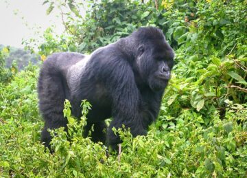 The Best Time to Go Chimps and Gorilla Habituation