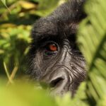 Things to Do in Chimps and Gorillas National Parks