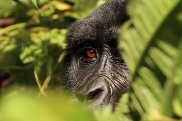 Things to Do in Chimps and Gorillas National Parks