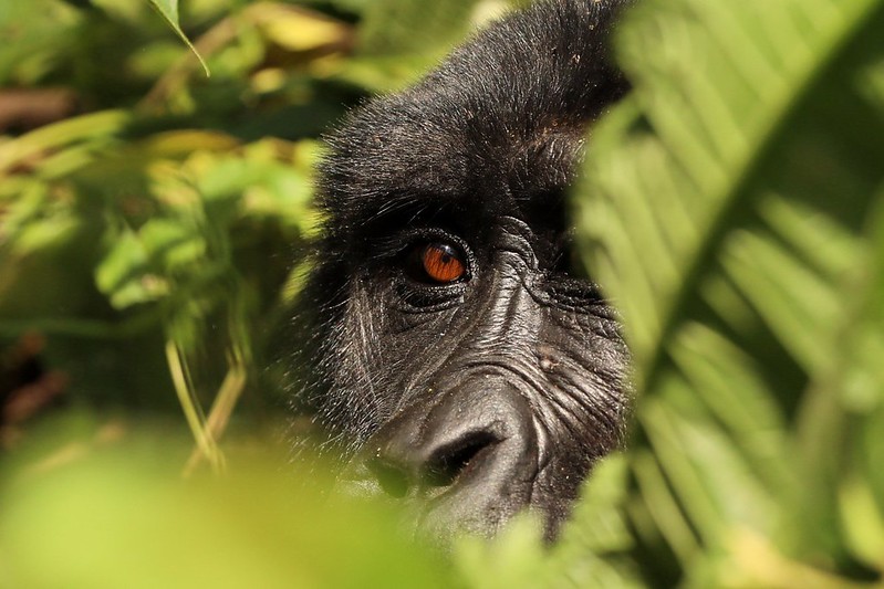 Things to Do in Chimps and Gorillas National Parks