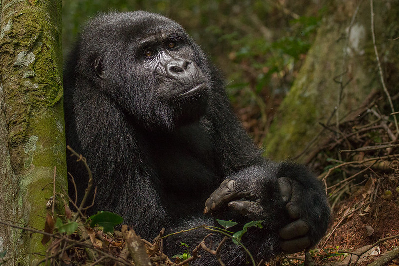 Why You Should Go on a Chimp & Gorilla Trekking Safari