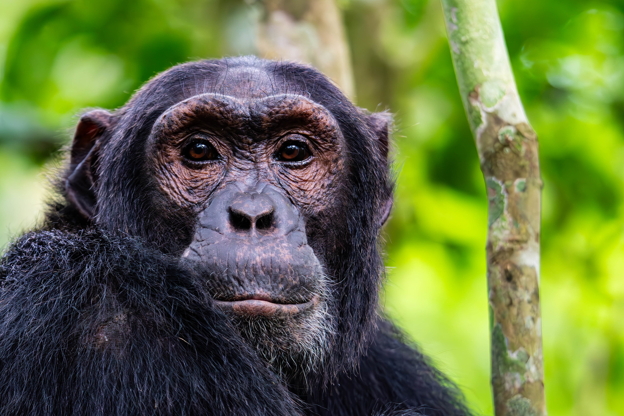 chimps and gorillas