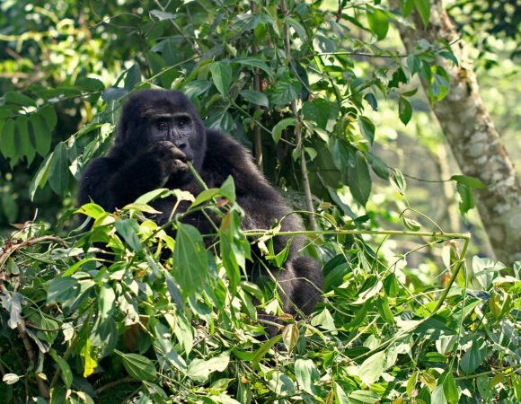 2 Day Gorilla Trek Rwanda