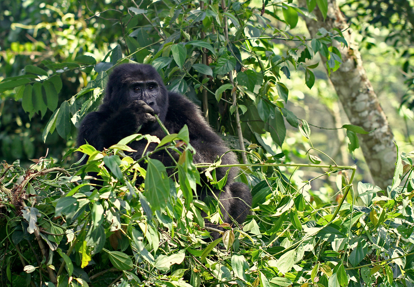 2 Day Gorilla Trek Rwanda