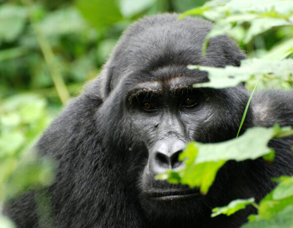 8 Day Classic Rwanda Safari Tour