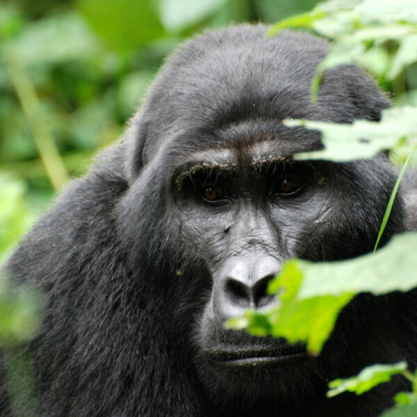 8 Day Classic Rwanda Safari Tour