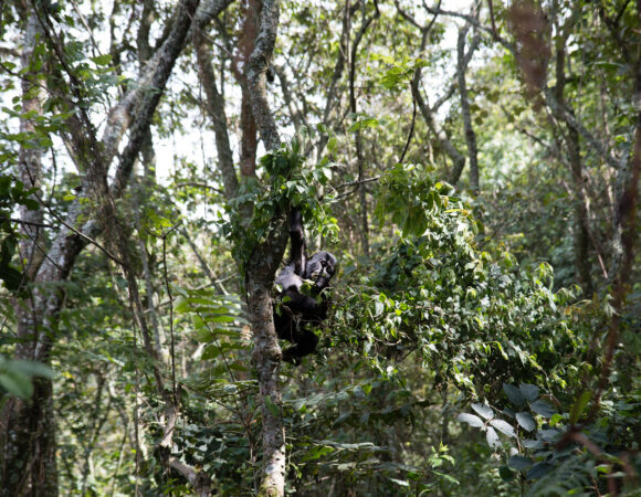 6 Day Rwanda Primates Safari