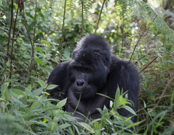 4 Day Rwanda Gorilla Safari