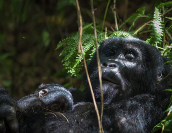 3 Day Gorilla Trekking Uganda from Kigali