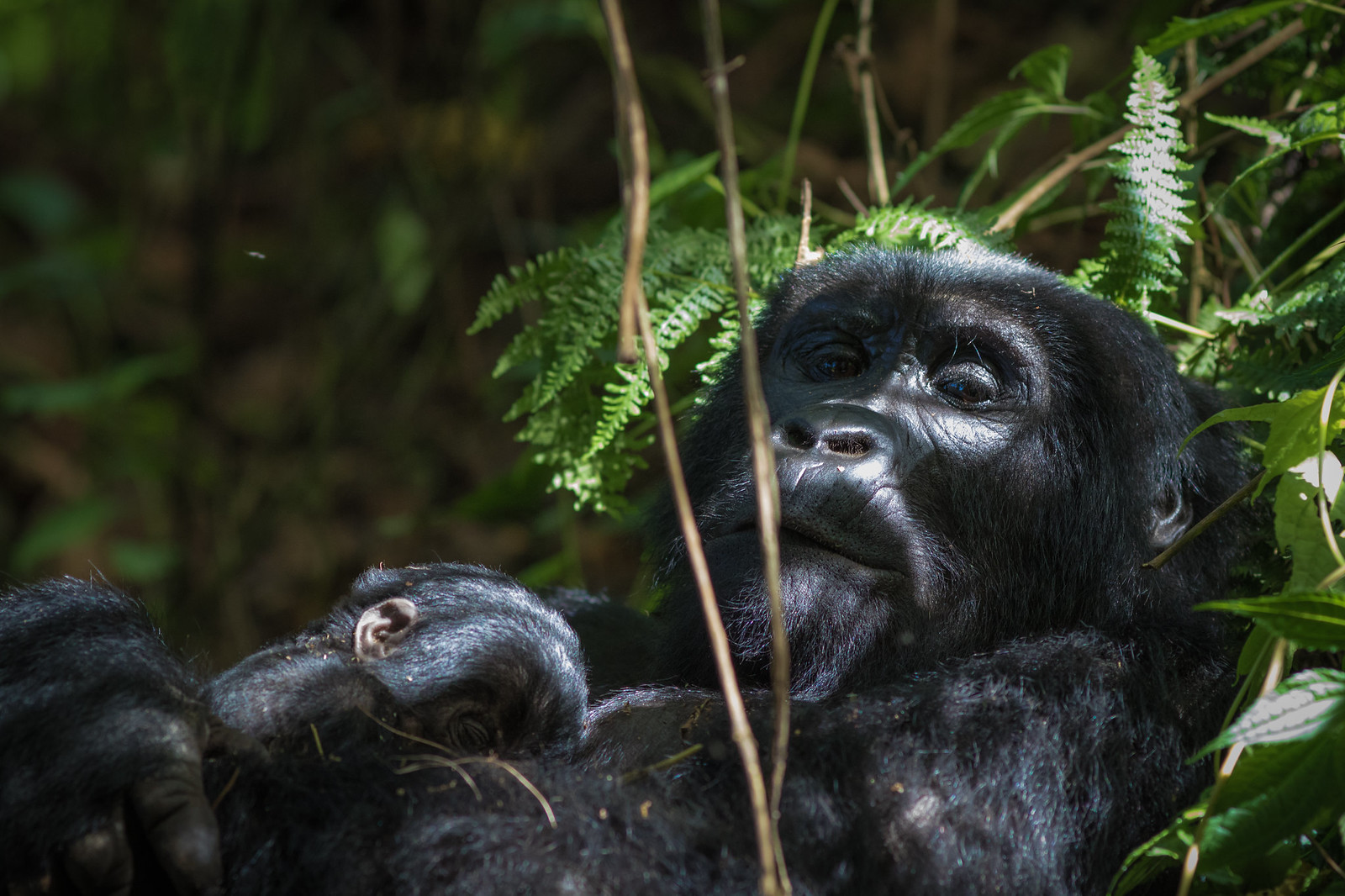 3 Day Gorilla Trekking Uganda from Kigali