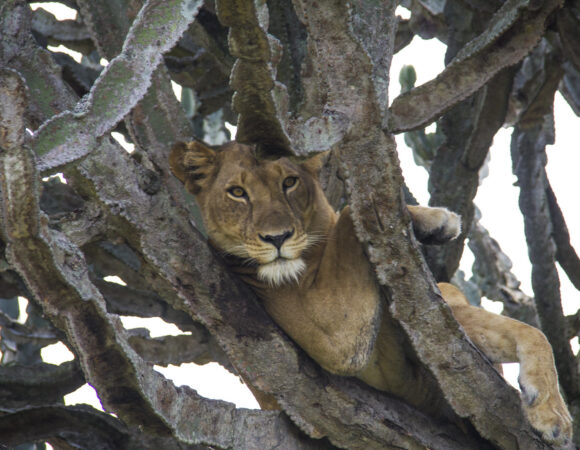 7 Day Uganda Wildlife Safari