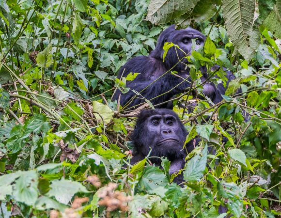 5 Day Gorilla and Chimpanzee Safari Uganda