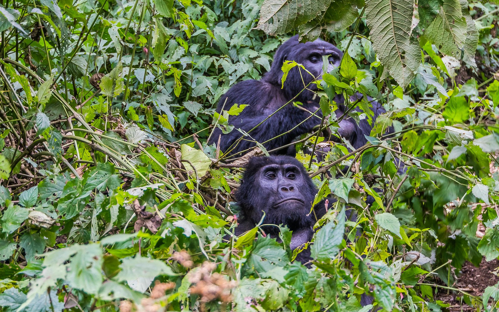 5 Day Gorilla and Chimpanzee Safari Uganda