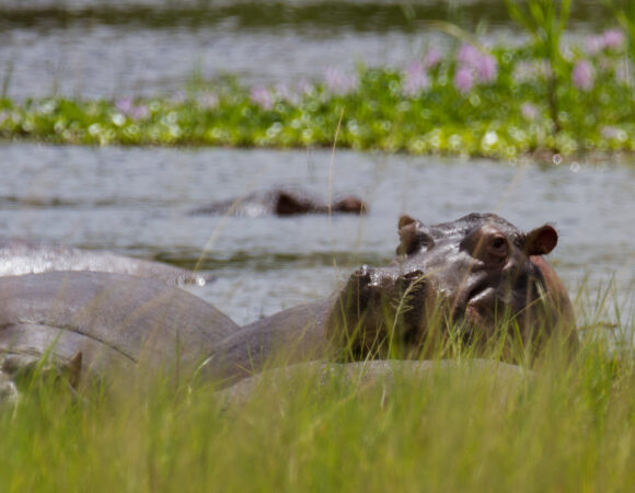 3 Day Akagera National Park Safari