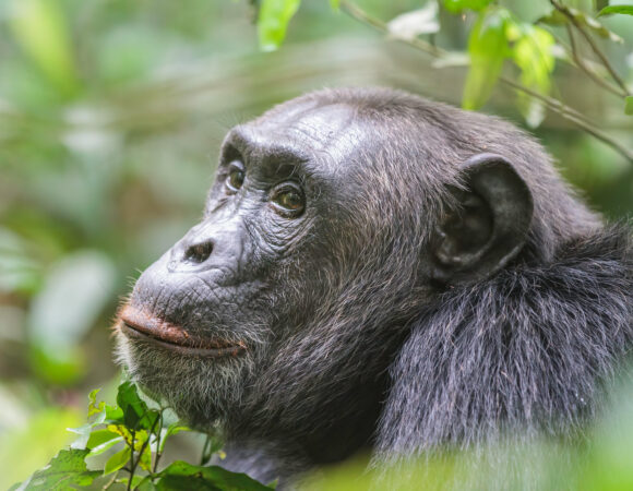 6 Days Gorilla, Chimps and Wildlife safari