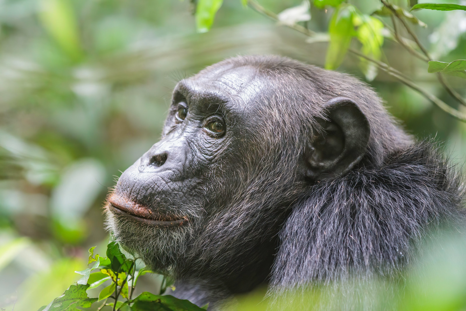 6 Days Gorilla, Chimps and Wildlife safari