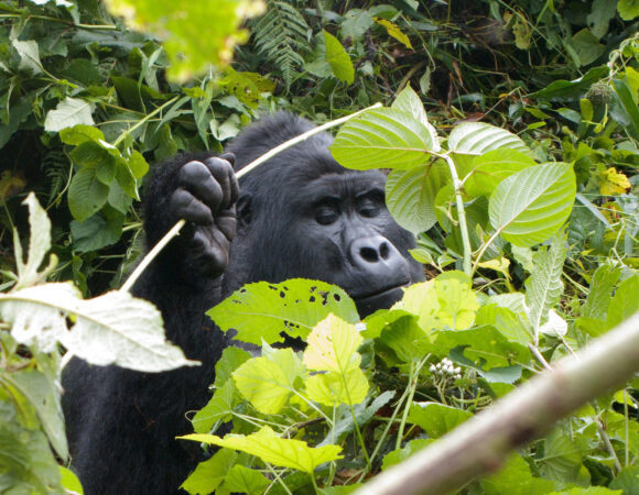 3 Day Gorilla Trekking Uganda