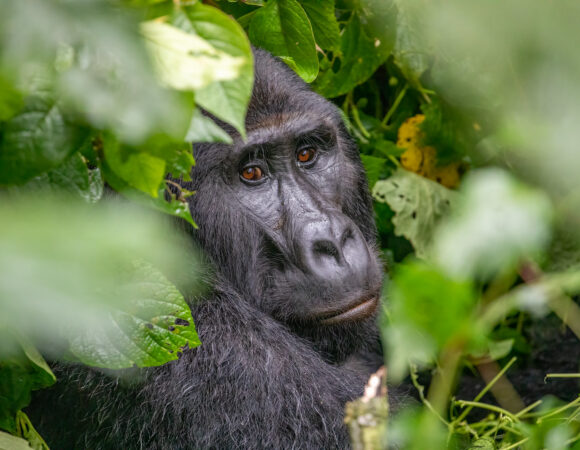 7 Day Rwanda Wildlife and Gorilla Safari