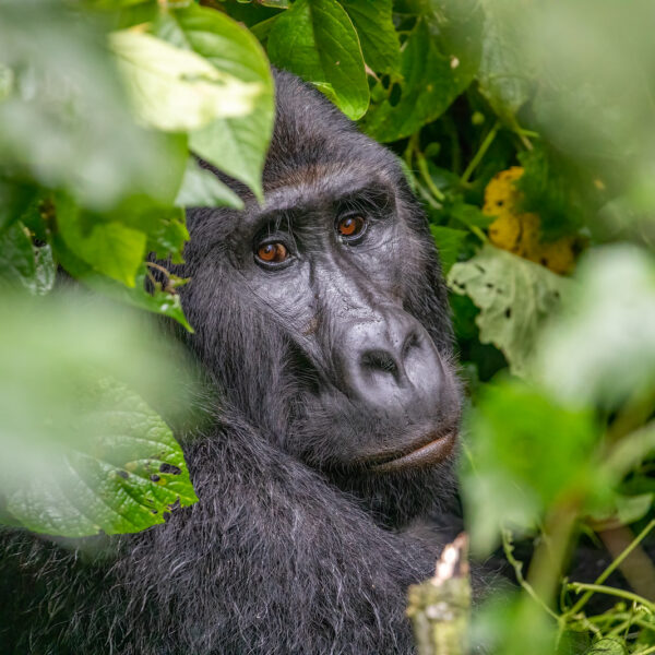 7 Day Rwanda Wildlife and Gorilla Safari
