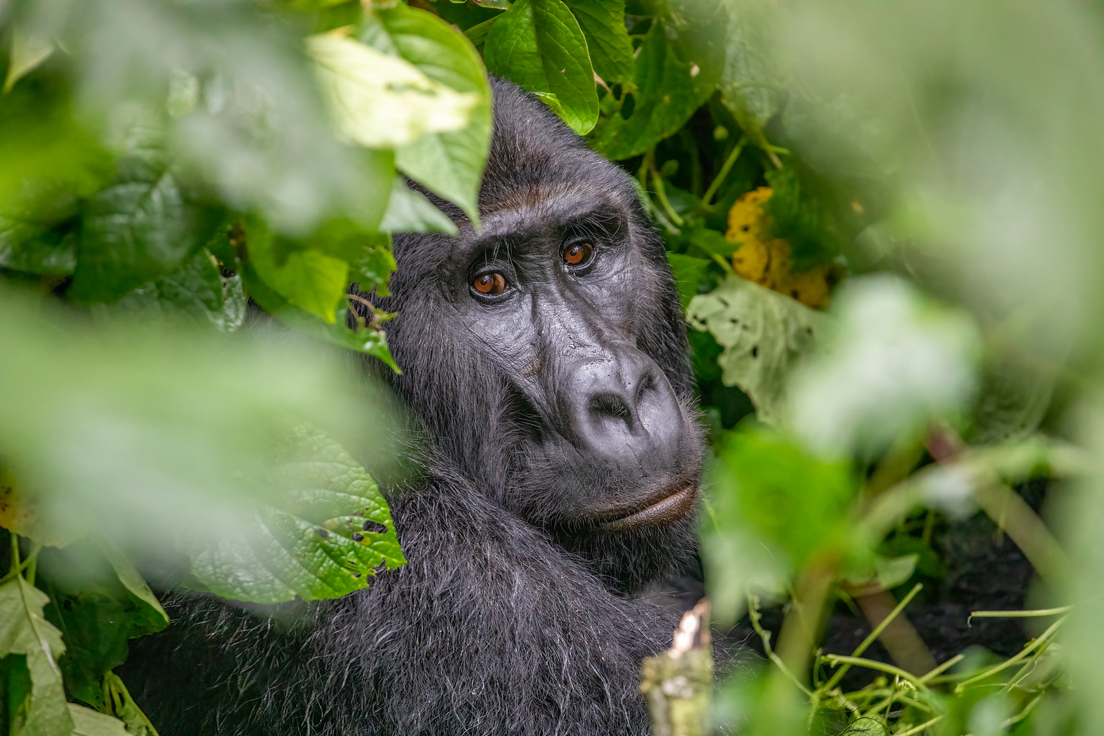 7 Day Rwanda Wildlife and Gorilla Safari
