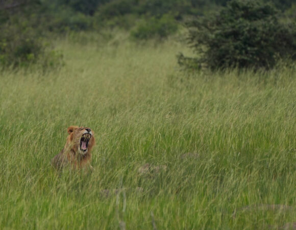 8 Days Uganda Safari