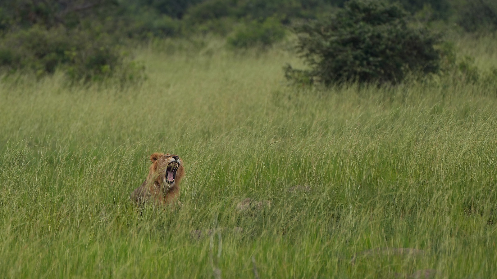8 Days Uganda Safari