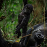 Best Gorilla Trekking Moments