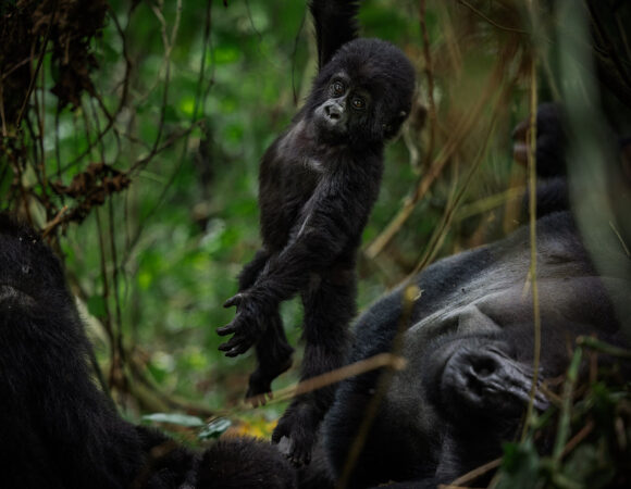 Best Gorilla Trekking Moments: Unforgettable Uganda Wildlife Encounters