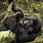 Close Encounter with Silverback