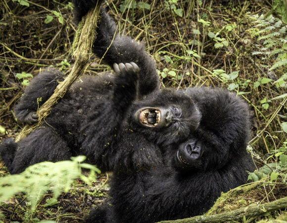 Close Encounter with Silverback: Uganda Gorilla Trekking Experience