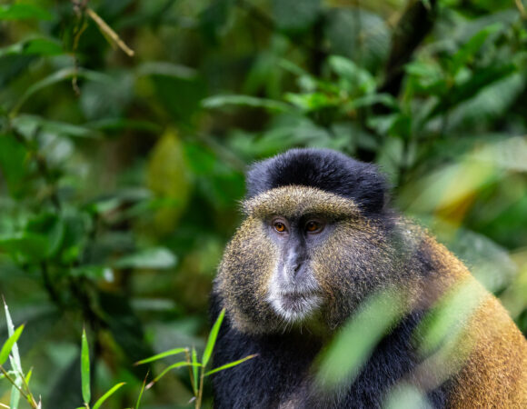 5 Day Rwanda Gorilla and Golden Monkey Tour