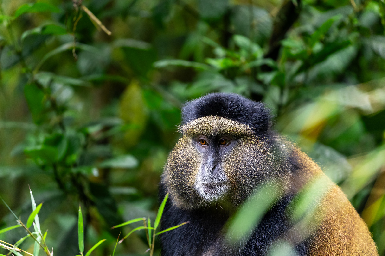 5 Day Rwanda Gorilla and Golden Monkey Tour