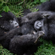 Bwindi Gorilla Families Stories