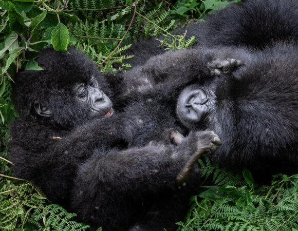Bwindi Gorilla Families Stories: Inside Uganda’s Mountain Gorilla Groups