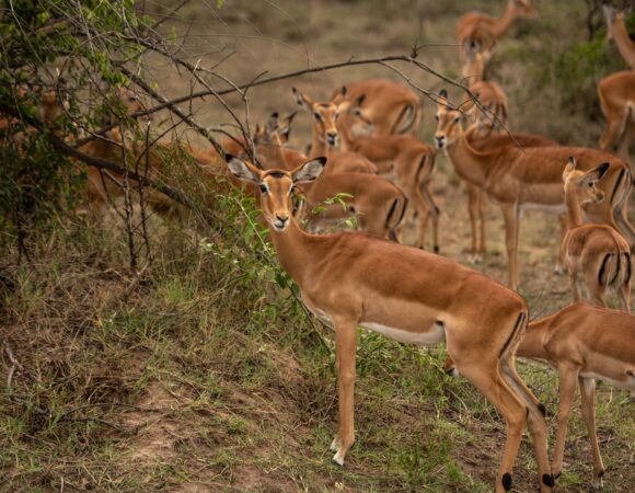 2 Day Akagera Safari from Kigali