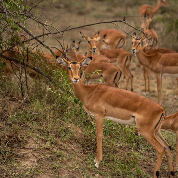 2 Day Akagera Safari from Kigali