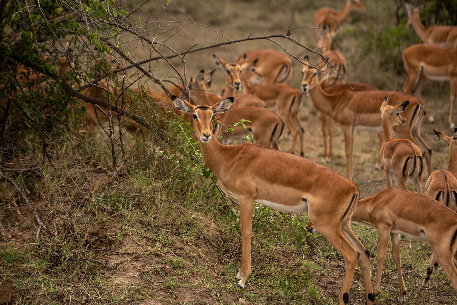 2 Day Akagera Safari from Kigali